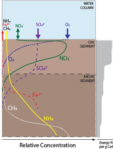 Element cycles in aquatic sediments linked to oxygen availability